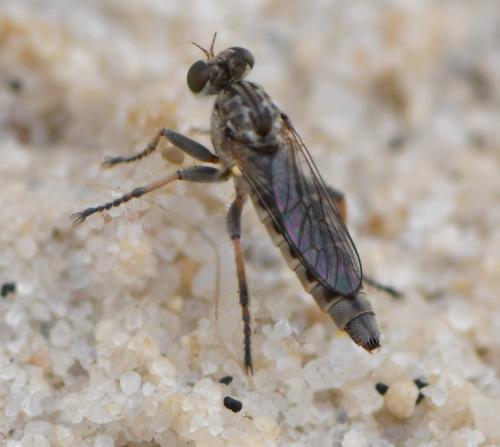 Réf. 285 602 : Stichopogon sp.
